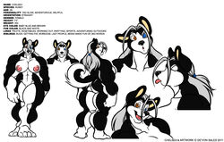 2011 ass black black_nose breasts canine chelsea_(original_character) deonwolf female grey_hair hair heterochromia husky long_hair looking_at_viewer model_sheet muscles nude open_mouth raised_tail tail white_background white_fur