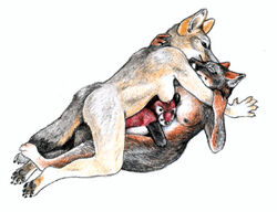 amagire anthro breasts canine closed_eyes cuddle female fox fur furry grey_fox kit_fox nude on_back plushie yuri