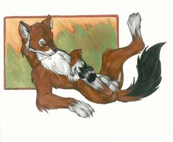 1boy balls canine coyote lying male male_only nduli on_back paws sheath solo