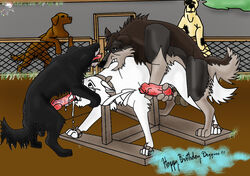 balls bondage canine cum cum_in_mouth doggy_style fellatio fence feral fuck_bench furry furry_only gay gdane male no_humans open_mouth oral oral_sex penis rape_rack sex threesome tongue