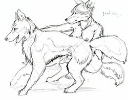 canine canine_penis female feral interspecies java male masturbation penis sketch straight