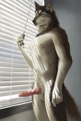 absurd_res animal_genitalia animal_penis anthro balls bedroom_eyes canid canine canine_penis canis djano fur genitals hi_res knot male mammal multi_nipple narrowed_eyes navel nipples nude penis seductive smile solo window window_blinds window_light wolf