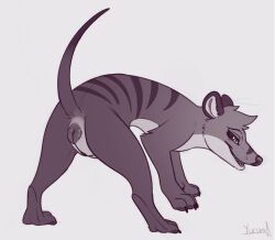 2021 anatomically_correct anatomically_correct_genitalia animal_genitalia anthro ass claws cloaca dasyuromorph female feral fur genitals greyscale looking_at_viewer looking_back looking_back_at_viewer mammal marsupial monochrome open_mouth pawpads paws presenting presenting_cloaca presenting_hindquarters quadruped raised_tail signature simple_background smile solo striped_body striped_fur stripes teeth thylacine tongue yurusa