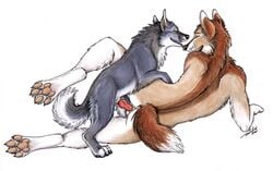 anal animal anthro anthro_bestiality canine canine_penis feral furry furry_only gay interspecies male no_humans penis tani_da_real wolf