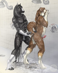 balls canine digitigrade equine eye_contact furry gay hobbesdawg hooves horse horsecock indoors looking_at_another male muscles no_humans penis raised_tail roderick sabretoothed_ermine shower tail unguligrade wet