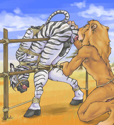 2boys anthro ass ball_gag bondage calli equine feline fur furry furry_only gag gay hooves humanoid_penis licking lion male male_only nipples no_humans nude penis predator/prey raised_tail rope stripes tail tongue yaoi zebra