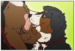 anthro balls burnese_mountain_dog canine chubby collar fellatio fur furry furry_only gay humanoid_penis leash male moose_bmd nuzzle open_eyes open_mouth oral oral_sex penis sex sheath