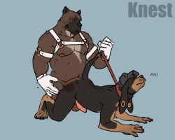 all_fours anal animated anthro canid canine clothing collar duo ear_piercing ear_ring erection gay genitals hat headgear headwear knest leash leather leather_clothing male male/male male_only mammal muscular nipples penis piercing ring_piercing spank_marks spanking yaoi