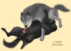 69 canine ebon_lupus feral knot male oral paws penis photorealism wolf