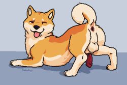 animal_genitalia animal_penis anus arched_back ass ass_up balls canid canine canine_penis canis curled_tail domestic_dog feral fur gaping gaping_anus genitals haku_(hdoge) hdoge_(artist) looking_at_viewer male male/male mammal multicolored_body multicolored_fur one_eye_closed orange_body orange_fur pawpads paws penis presenting presenting_hindquarters quadruped red_eyes shiba_inu simple_background smile smirk solo spitz spread_legs spreading tongue tongue_out two_tone_body two_tone_fur wink