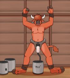 after_transformation anthro blueballs_(artist) bondage bull cum excessive_cum human human_to_anthro male male_only milking milking_machine orange_fur orange_hair transformation transformation_sequence