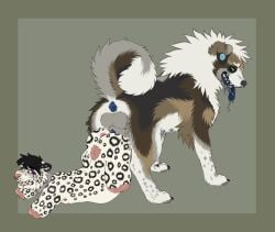 2boys akita amputee andromorph animal_genitalia animal_penis anthro anus balls bodily_fluids canid canine canine_penis canis collar cuntboy devilenby domestic_dog dominant dominant_feral downpour_(crackdog) drooling duo duo_focus felid feral feral_on_anthro fluffy forced genitals hi_res intersex intersex/male jaydin_eversnow knot_hanging knotting limbless male male_only mammal mucuchies pantherine penetration penis piercing pregnant pregnant_cuntboy pussy quadruple_amputee rape saliva snow_leopard spitz tears vaginal_penetration zoophilia