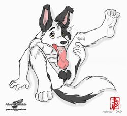 autofellatio border_collie canine cum fellatio furry jesse knot looking_at_viewer male male_only masturbation nude oral penis sheath solo tail testicles text tongue wolfblade