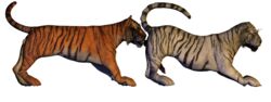 2009 3d alpha_channel anal balls closed_eyes erection feline feral fur gay male male_only no_humans oral orange penis raised_tail siberian_tiger spanking_(artist) tail tiger transparent_background white_fur