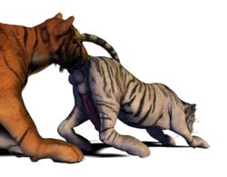 2009 3d alpha_channel anal balls erection feline feral furry furry_only gay hyper male no_humans oral orange penis raised_tail rimming siberian_tiger spanking_(artist) tail tiger transparent_background white_fur