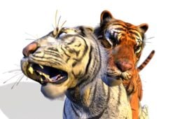 2009 3d alpha_channel anal closed_eyes feline feral fur gay male male_only no_humans open_mouth orange orange_eyes siberian_tiger spanking_(artist) tiger transparent_background white_fur