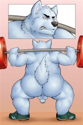 angry anthro anus ass barbell blpanda canid canine canis chubby_anthro chubby_male clothing crouching domestic_dog exercise fitness footwear genitals hi_res male male/male mammal nude overweight overweight_anthro overweight_male penis shoes slightly_chubby solo teeth weightlifting workout