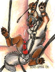 1boy 2009 ball_gag balls bondage canine cum fox fur furry furry_ears furry_tail knot male male_only nude penis riding_crop rope siriuscoyote solo spread_legs spreading tail wolf