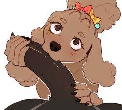 absurd_res accessory anthro bow_accessory bow_ribbon canid canine canis domestic_dog fellatio female fluffy fluffy_ears fluffy_hair genitals hair hair_accessory hair_ribbon hairbow handjob heart_eyes heart_symbol hi_res male male/female mammal oral penile penis poodle ribbons sex solo