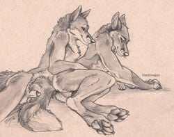 anthro balls blackteagan canine canine_penis fox fur furry furry_only gay male nude penis sex sheath sketch