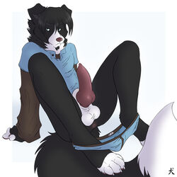 1boy anthro anus balls big_penis blue_underwear border_collie bottomless briefs canine fur furry knot looking_at_viewer male male_only penis sheath solo straydog uncensored underwear