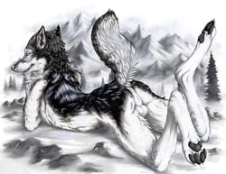 anthro anus balls canine evergreen fur furry male male_only outside perineum raised_tail snow solo tagme tail truegrave9 wolf