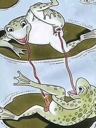 amphibian couple female frog improvised_sex long_tongue male original penis pond_leaf pussy sex straight tongue touching what