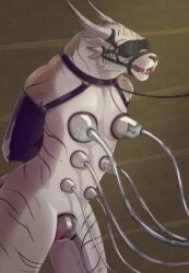 anthro arms_tied blindfold bodily_fluids bondage bondage bound charr crazydonkey felid flat_chested gag genitals guild_wars hi_res horn lactating leash machine male mammal milk milking_machine multi_nipple nipples pussy pussy_pump ring_gag solo stripes video_games