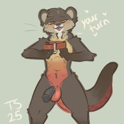 anthro black_penis blush collar genitals gulonine hi_res hybrid male mammal marten mustelid musteline otter penis pine_marten solo ssephy_(character) taintedstar text