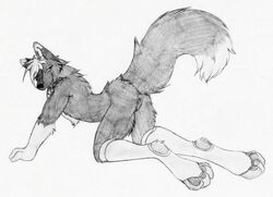 anthro canine cuntboy fur furry furry_only intersex kato monochrome no_humans nude presenting pussy raised_tail ruaidri sketch solo stockings tail