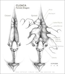 1girls 1other 2d animal anus black_and_white clitoris cloaca dragon ecmajor educational female feral labia labia_majora labia_minora monochrome perineum piercing pussy reproductive_anatomy scalie spreading vagina