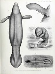 1885 19th_century absurd_res ancient_art anus biological_illustration english_text female feral hi_res holding_object legless mammal manatee marine monochrome multiple_images perineum philibert_charles_berjeau plant public_domain sirenian solo tail technical_illustration text traditional_media_(artwork)