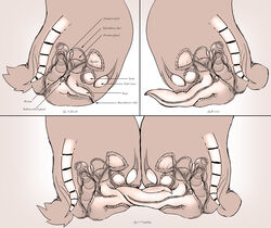 anatomy disney docking educational erection experiment_(species) flaccid frottage gay internal lando leroy lilo_and_stitch male male_only monochrome penis stitch tapering_penis what yaoi