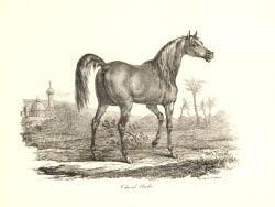 19th_century 4:3 ancient_art anus arabian_horse ass backsack balls carle_vernet dock_(anatomy) equid equine equine_anus feral french_text genitals hi_res hooves horse lithograph_(artwork) male mammal mane plant public_domain quadruped raised_tail rear_view solo tail tail_anus text traditional_media_(artwork) tree