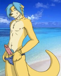 anthro beach blue_eyes blue_hair briefs bush canine erection fur furry hair looking_at_viewer male male_only marcwolfie necklace ocean penis photo_background rainbow_necklace rainbow_symbol seaside short_hair solo standing tail underwear