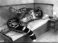 2008 background bed bedstand book cet cheetah cuntboy feline furry furry_only hands_in_hair intersex king_cheetah lamp mane monochrome no_humans nude on_side pencils photorealism pillow pussy raised_leg reclining scheriff solo tail