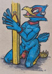 anthro avian ball_gag bird bondage bondage bound chastity_cage chastity_device cuff_(restraint) falco_lombardi falcon falconid gag hi_res lock male nintendo restraints star_fox sushiotter_(artist) video_games wrist_cuffs