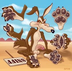 4_toes absurd_res anthro balls claws feet foot_fetish foot_focus foreskin genitals gfhs hi_res looking_at_viewer looney_tunes male pawpads paws penis soles solo toe_claws toes warner_brothers wile_e._coyote