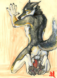 2007 anthro ass back canine fur furry humboldt husky kneeling looking_at_viewer male male_only penis presenting solo