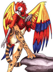 2003 avian ayame_emaya breasts female gryphon macaw margay nude parrot pose pussy solo xan