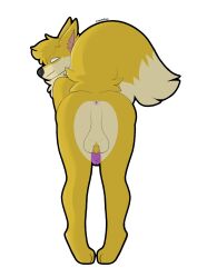 1boy anthro anus ass ball_tuft balls ballsack beige_countershading bent_over black_nose canine cartoony circumcised dangling_testicles fehn_fennec fennec fluffy_tail fox genitals hi_res kaymation looking_at_viewer low_hanging_balls male male_only mammal neck_ruff no_pupils penis perineum pink_anus presenting presenting_anus presenting_hindquarters purple_penis raised_tail scrotum smile smiling_at_viewer smooth_fur solo testicles tuft white_eyes yellow_fur