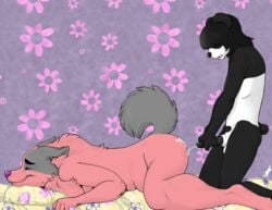 anthro ass balls bed black black_hair black_penis breasts canine chest_tuft closed_eyes couple cum cum_on_ass cumshot eyes fur furry grey hair intersex ken_ashcorp kenny kenny_(kenashcorp) male mcarson mcarson_(character) nude orgasm panda penis pillow pink raised_tail sheath tail white_fur wolf