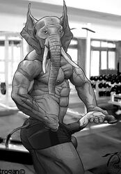 1male anthro elephant flaccid gym holding_penis horsecock male male_only mammal muscles penis semi-erect solo standing trogan