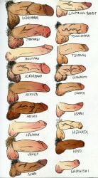 boutaro_the_pirate golden_kamuy hairy_balls hajime_tsukishima ienaga_kano kikuta_mokutaro kiroranke koito_otonoshin large_penis male_only multiple_boys ogata_hyakunosuke penis penis_size_chart penis_size_difference rikimatsu_ariko saichi_sugimoto shiraishi_yoshitake tanigaki_genjirou tokushirou_tsurumi tsukishima_hajime uncircumcised usami_tokishige ushiyama vasily_(golden_kamuy) veiny_penis