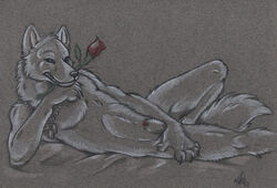 1boy anthro canine dog_tags fur furry male male_only nduli nude rose rose_in_mouth sheath solo wolf