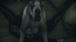 1boy1girl animated dog missionary_position srvn tagme vaginal_penetration zoophilia