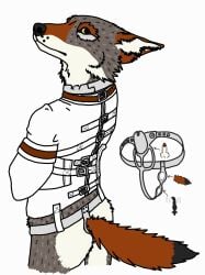 anthro ass bond bondage bound butt_fluff canid canine canis cathodeglow chastity_belt chastity_cage chastity_device collar coyote fur grey_body grey_fur hi_res looking_at_viewer male male_only mammal metal_collar rear_view red_body red_fur restraints solo straitjacket straps