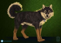 animal_genitalia black_nose brown_body brown_eyes brown_fur canid canine canis claws collar countershade_torso countershading detailed detailed_fur digital_media_(artwork) digitigrade feral finger_claws fluffy fluffy_tail fur genitals gloves_(marking) green_background grey_body grey_fur inner_ear_fluff ko-fi_logo leg_markings looking_at_viewer male mammal markings mojak_(noran) nievaris quadruped shaded sheath simple_background snout socks_(marking) solo tan_body tan_fur text toe_claws tuft url watermark wolf