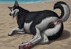 ai_generated anus beach canine_pussy domestic_dog husky marley_(whizdog) public_exposure zoophilia