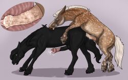 2022 anal anal_sex animal_genitalia animal_penis asinus balls black_body black_hair black_tail blue_eyes bodily_fluids cum cum_in_ass cum_inside cum_on_penis dappled_fur digital_media_(artwork) dominant dominant_feral dominant_male donkey draft_horse duo ejaculation equid equine equine_penis feathering feral friesian fur gayletrotter genital_fluids genitals hair hooves horse hybrid internal looking_at_another looking_back looking_down male male/male male_penetrated male_penetrating male_penetrating_male mammal mane mat_(mbh98) mottled mottled_genitalia mottled_penis mule open_mouth penetration penis pink_penis raised_leg sex simple_background skugga_(skuggamul) submissive submissive_feral submissive_male white_hair white_tail